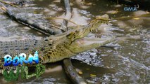 Born to be Wild: Difference between freshwater and saltwater crocodiles