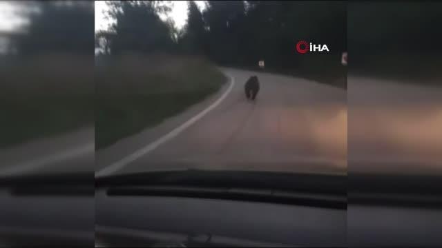 Köye inen ayıyı otomobille kovaladılar