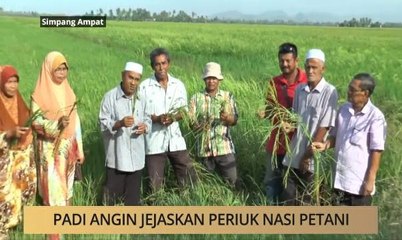 AWANI - Kedah: Padi angin jejaskan periuk nasi petani