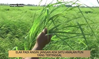 Khabar Dari Perlis: Elak padi angin: Jangan ada satu amalan pun yang teretinggal