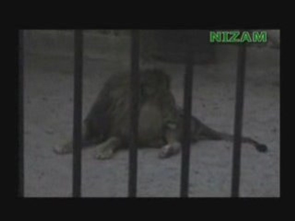 Le lion-de-bakou qui dit (ALLAH)