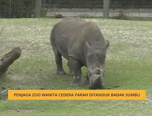 #Bualan 2 Mac: Penjaga zoo wanita cedera parah ditanduk badak sumbu