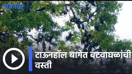 kolhapur News | टाऊनहॉल बागेत वटवाघळांची वस्ती | Sakal |