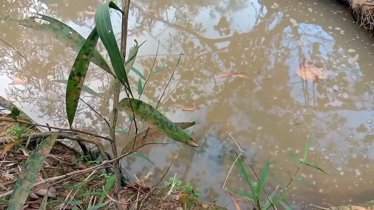 Waspadai keganasan buaya muara...! lihat aslinya