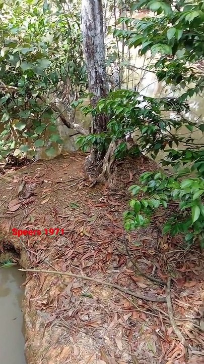 waspadalah...dengang pemangsa satu ini... dia p...