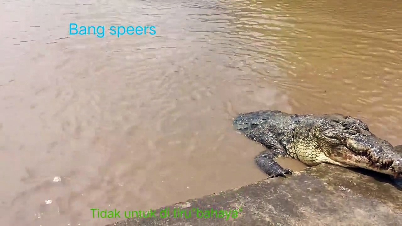 JANGAN DITIRU CARA MANGGIL BUAYA ! PASTI DATANG...