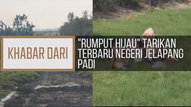 Khabar Dari Kedah: Rumput hijau tarikan terbaru negeri Jelapang Padi
