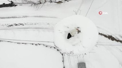 Baharın müjdecisi leylekler kara yakalandı
