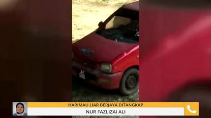 Harimau liar berjaya ditangkap