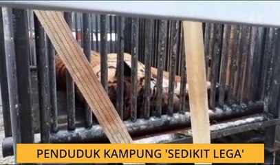 Harimau belang: Penduduk kampung 'sedikit lega'