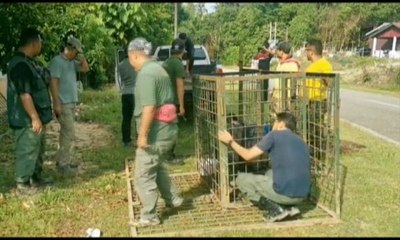 Operasi kesan seekor lagi harimau diteruskan