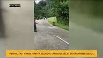 Perhilitan yakin hanya seekor harimau sesat di Kampung Besol