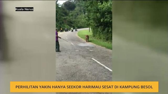Perhilitan yakin hanya seekor harimau sesat di Kampung Besol