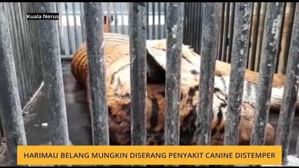 Harimau belang mungkin diserang penyakit canine distemper