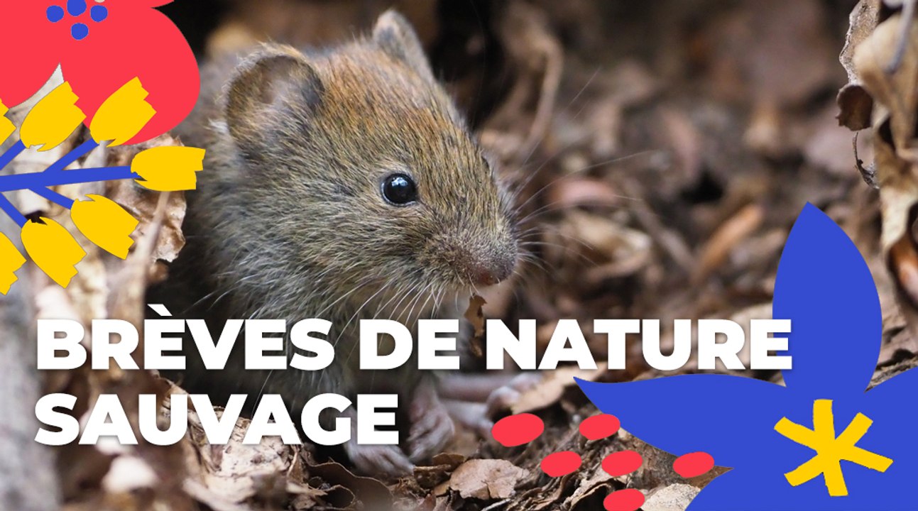 Brèves de nature sauvage est de retour | Paris...