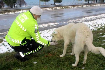 Sokak hayvanlarını elleriyle beslediler