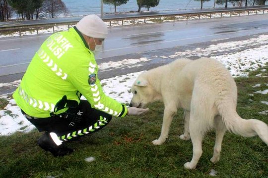 Sokak hayvanlarını elleriyle beslediler
