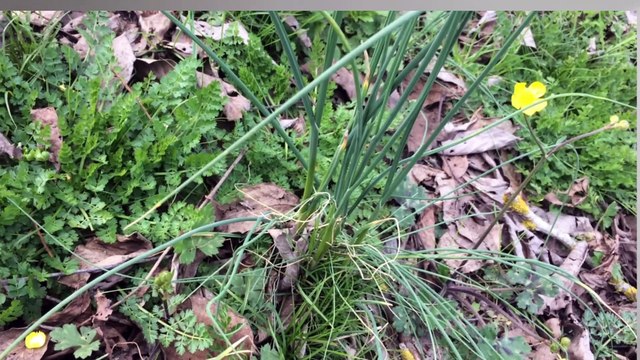 Doğada Şifalı Bitkiler-2