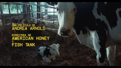 Vaca - Tráiler oficial español