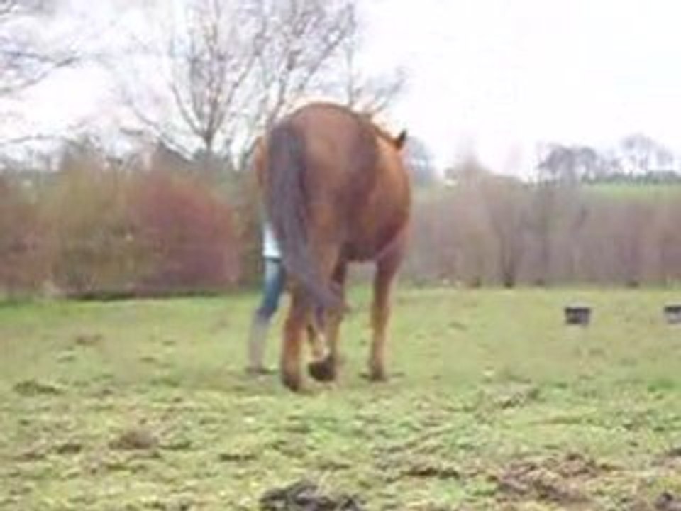 éthologie avec cheval