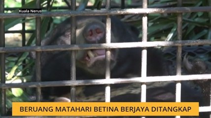 Beruang matahari betina berjaya ditangkap