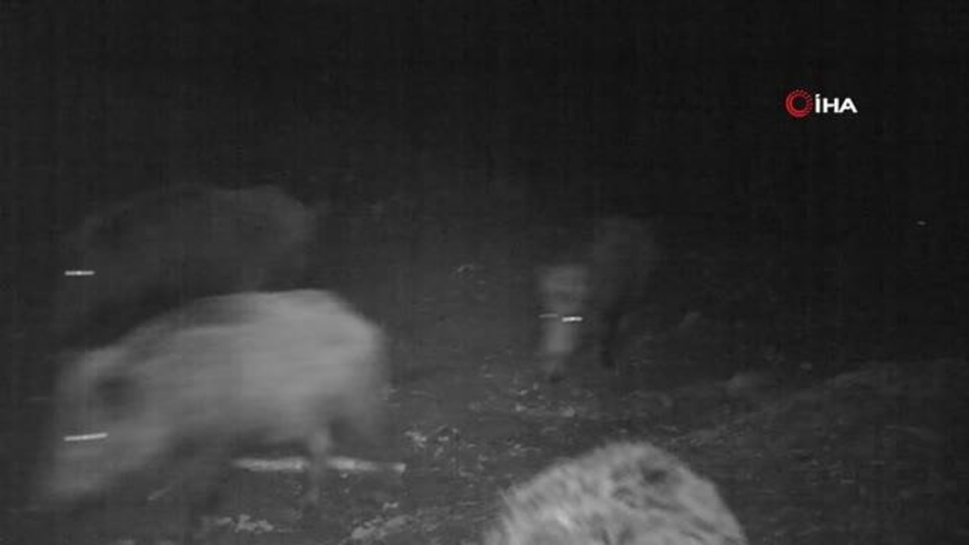 Yaban hayatı fotokapanda