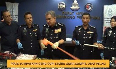 Polis tumpaskan geng curi lembu guna sumpit, ubat pelali