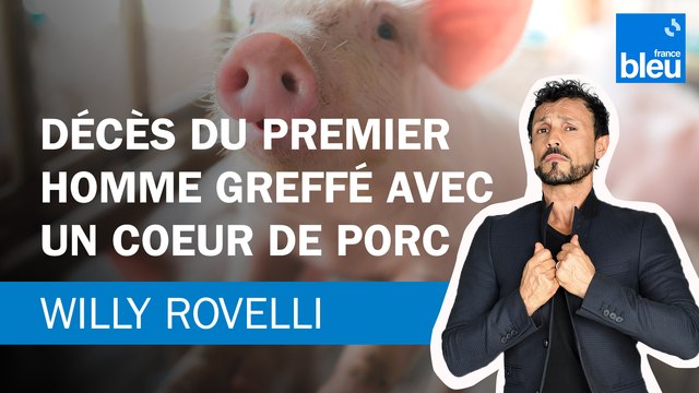 Décès du premier homme greffé avec un cœur de porc - Le billet de Willy Rovelli