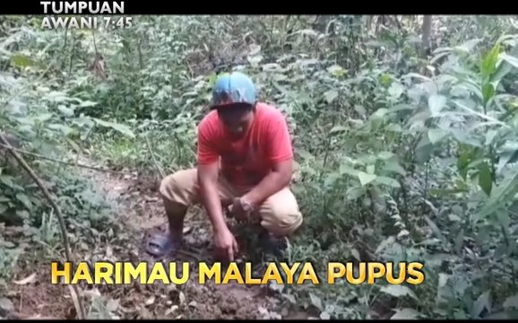 Tumpuan AWANI 7.45: Harimau Malaya pupus & pontun di Sungai Selangor dikeluarkan
