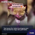 Kucing Mainan Buah Naga Sampai Berubah Begini, Mau Marah tapi Gemas