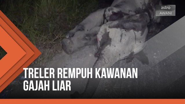 Treler rempuh kawanan gajah liar