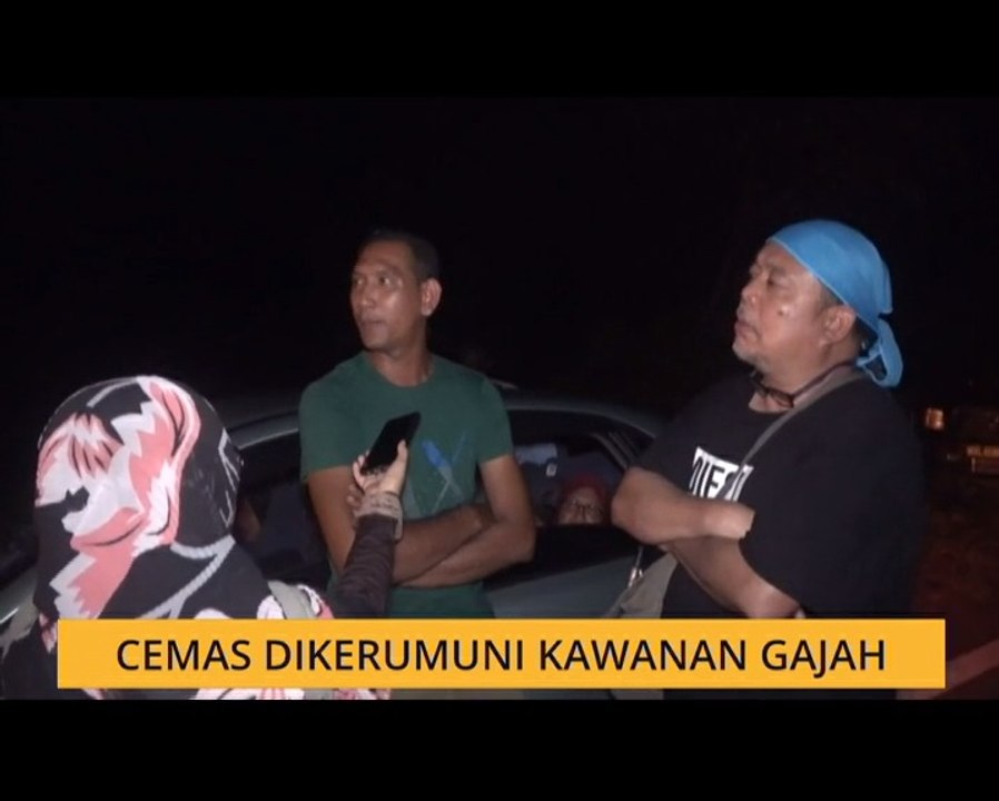 Cemas dikerumuni gajah