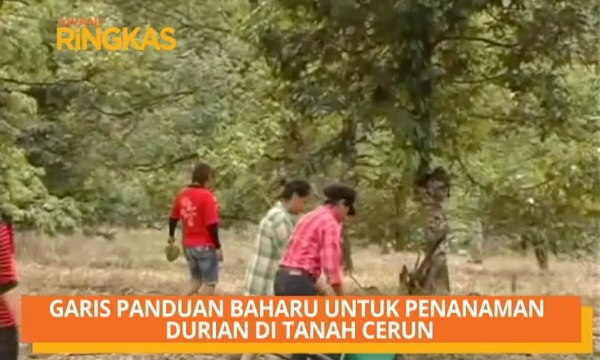 AWANI Ringkas: Garis panduan baharu untuk penanaman durian di tanah cerun