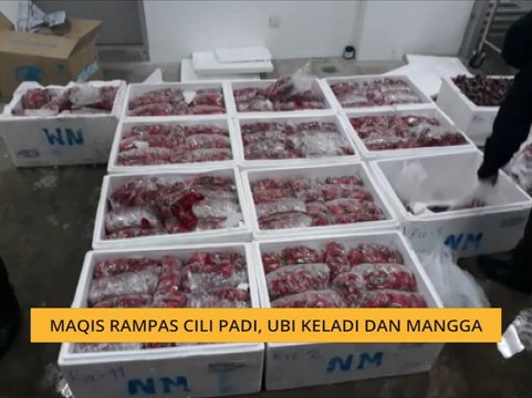 MAQIS rampas cili padi, ubi keladi dan mangga