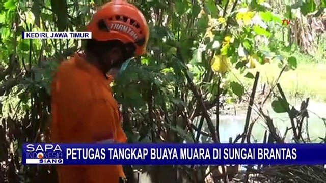 Petugas Tangkap Buaya Muara di Sungai Brantas, Selanjutnya Akan Dilepasliarkan ke Habitatnya