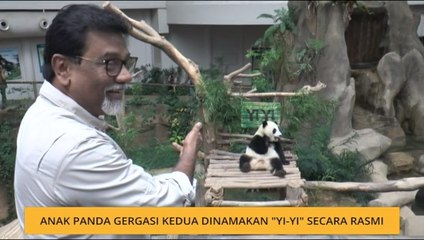Anak panda gergasi kedua dinamakan "Yi-Yi" secara rasmi