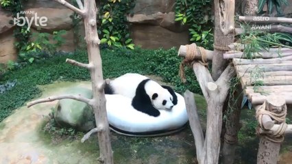 AWANIByte: Panda cermin persahabatan Kuala Lumpur-Beijing