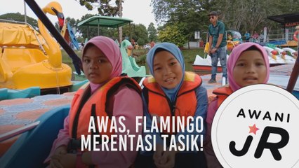#AWANIJr: Awas, Flamingo merentasi tasik!