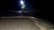 Giant rock python crossing the road | Big Snake