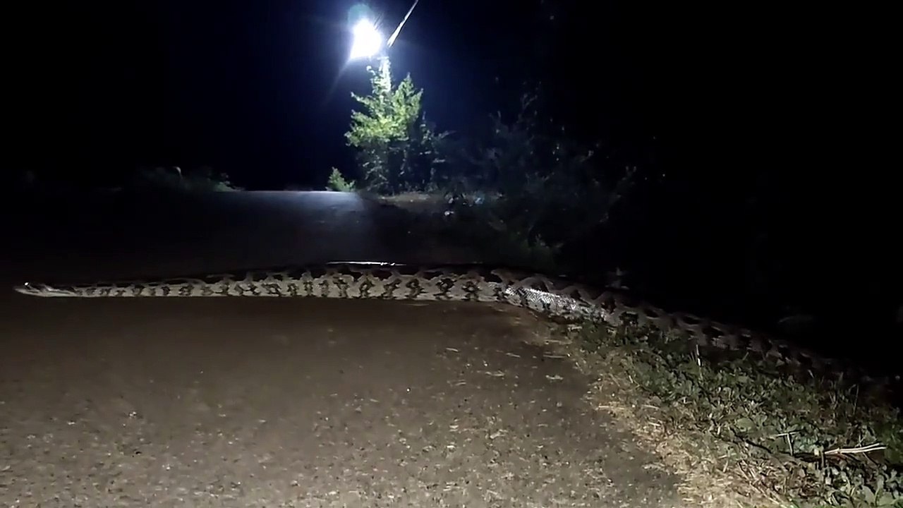 Giant rock python crossing the road | Big Snake