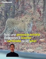 Un leopardo notó una presencia extraña y no le quitó los ojos de encima