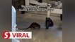 Negri health authorities probe viral video of rat incident at hospital ward