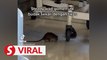 Negri health authorities probe viral video of rat incident at hospital ward