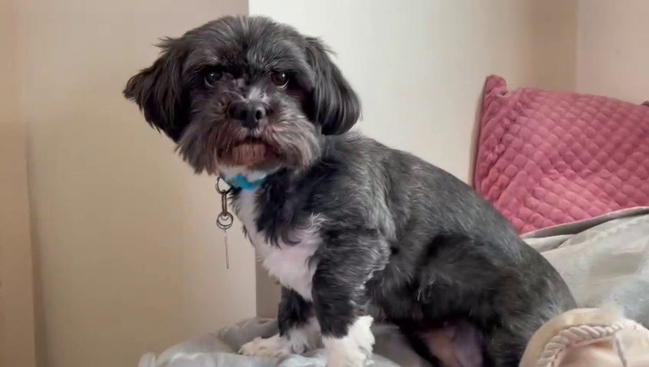 A dog, called Wander, saved her owners life lic...