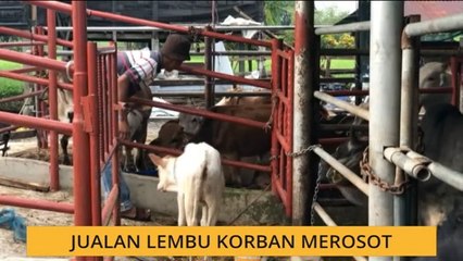 Jualan lembu korban merosot
