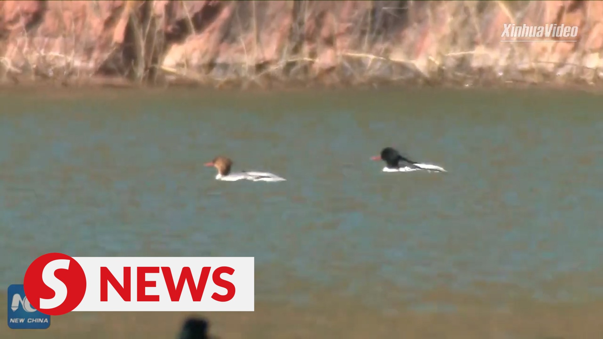⁣Endangered Chinese mergansers spotted in Beijing suburb