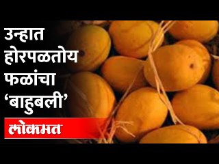 तिसऱ्या बहरातील हापूसला धोका कशाचा? Climate Change and Mango Production | Alphonso Mango