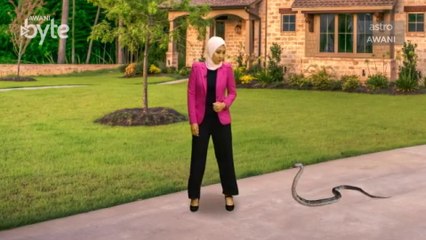 #AWANIByte: Di patuk ular? Ini yang anda perlu lakukan