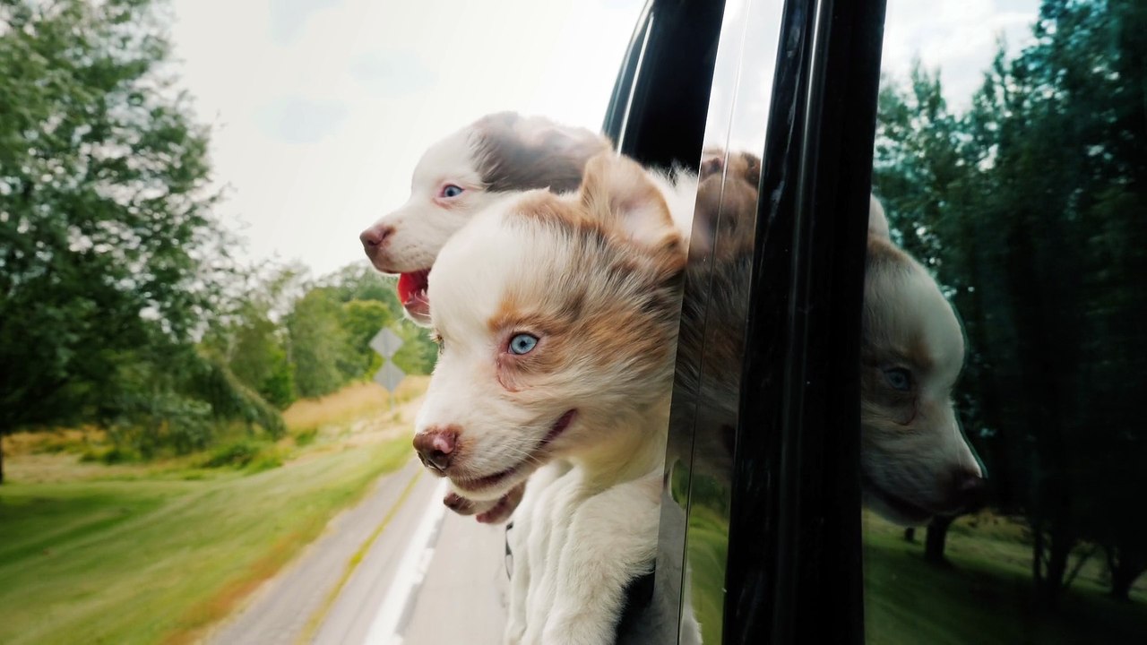 (Stock Videos) three funny puppies peek out the car window