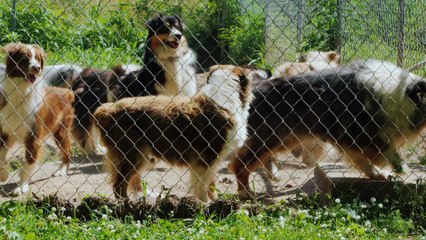 (Stock Videos) active dogs of the breed australian shepherd